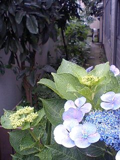 １７日に発売するね_a0075738_22101951.jpg