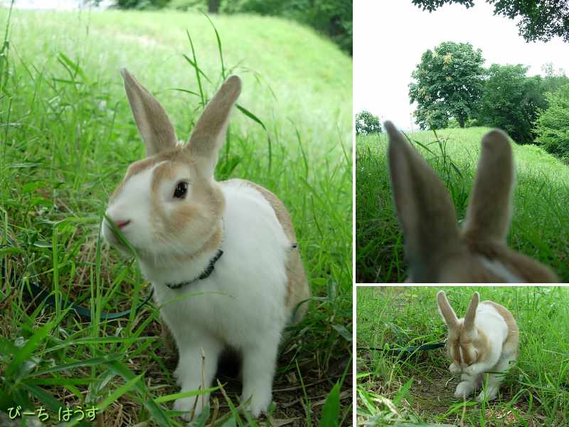 走る走る うさぎ びーち はうす 走る走る うさぎ びーち はうす