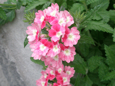 ピンクの花。_d0113455_22203584.gif