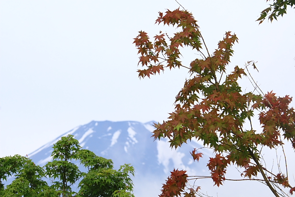 富士山と花_f0105478_15494489.jpg