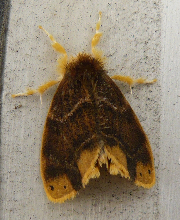 チャドクガ 身近な危険生物 むいむいのお時間