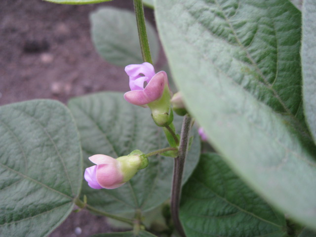a0008185_7574198.jpg