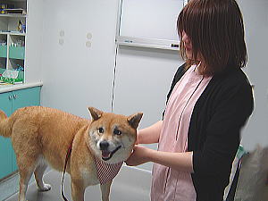 ベアーズ動物病院 ショコラのスローライフ ベアーズ動物病院 ショコラのスローライフ