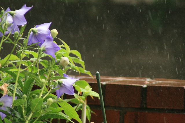 雨です。_f0118400_1259960.jpg