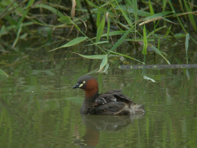 おんぶの　カイツブリ_c0079001_19454151.jpg