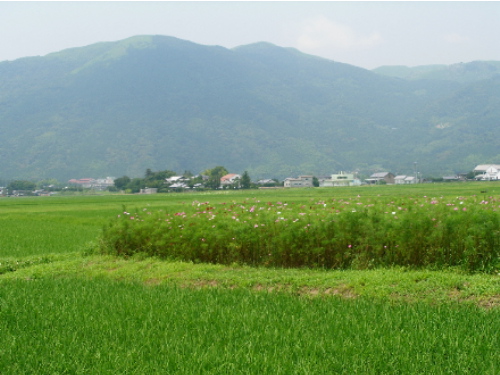 梅雨明けぬれば_c0036203_19384728.jpg