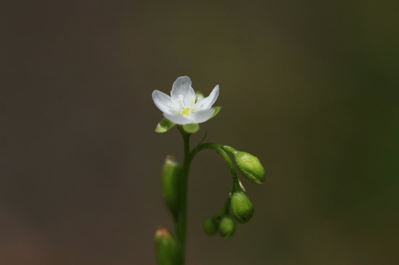 季節の花を求めて_c0031909_21442424.jpg