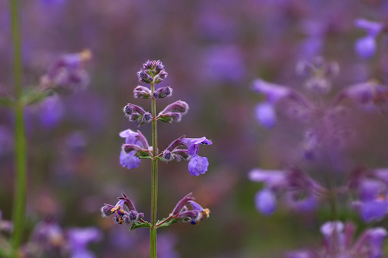 花の都公園にて・・・Ⅱ_e0134814_212113.jpg