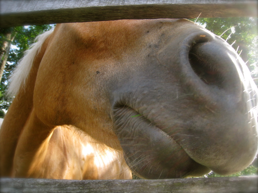 c0120817_521282.jpg