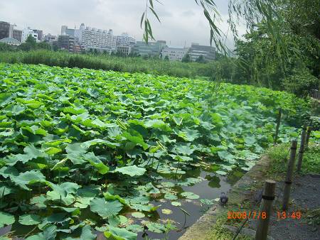 不忍池畔で和菓子_d0065324_20464949.jpg