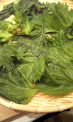 c0141025_483242.jpg