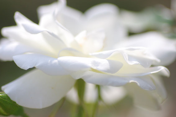 7月の草花：7月8日“つばさママの薔薇”_d0069235_4443714.jpg