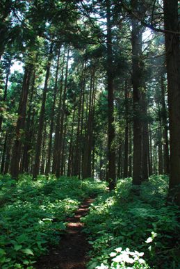 小田八幡宮の裏山_d0108344_1242509.jpg