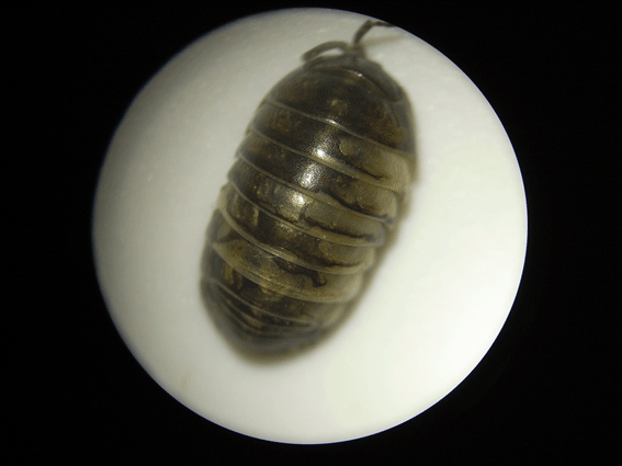 c0042548_19205770.gif