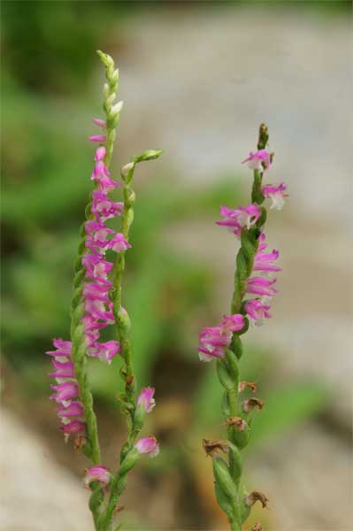 ネジバナ 捩花 花言葉 思慕ー 自然を撮る 花と木 自然を撮る 植物編