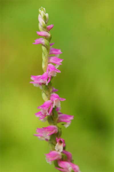 ネジバナ 捩花 花言葉 思慕ー 自然を撮る 花と木 自然を撮る 植物編