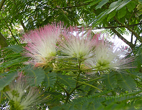 7月8日　合歓の花_a0001354_21473858.jpg