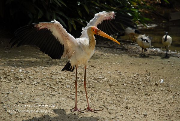 ヤンバルクイナ 動物園でお散歩