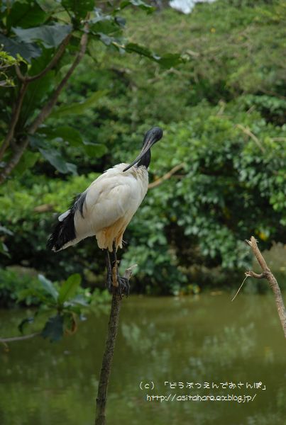 ヤンバルクイナ 動物園でお散歩