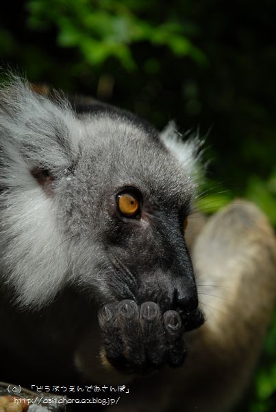 ヤンバルクイナ 動物園でお散歩