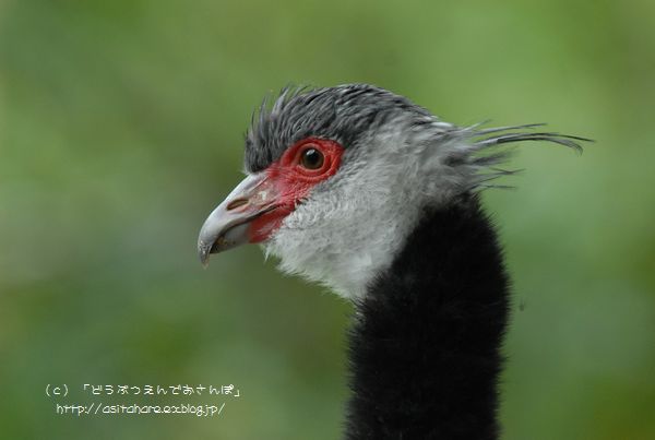 ヤンバルクイナ 動物園でお散歩