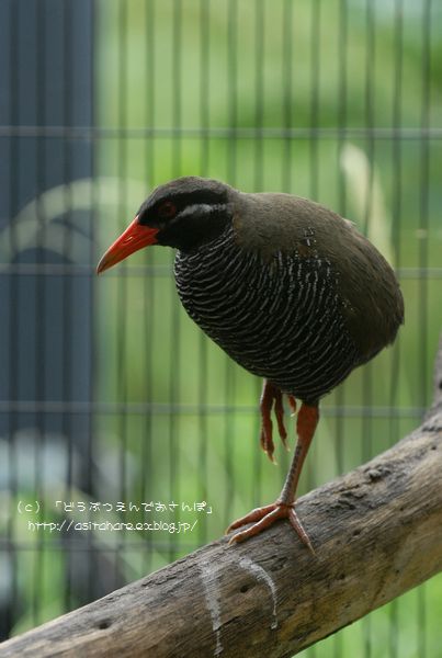 ヤンバルクイナ 動物園でお散歩