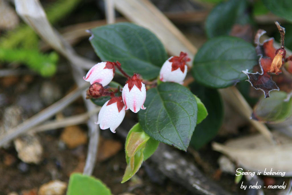 八幡平の高山植物　其の１_c0145362_10172029.jpg