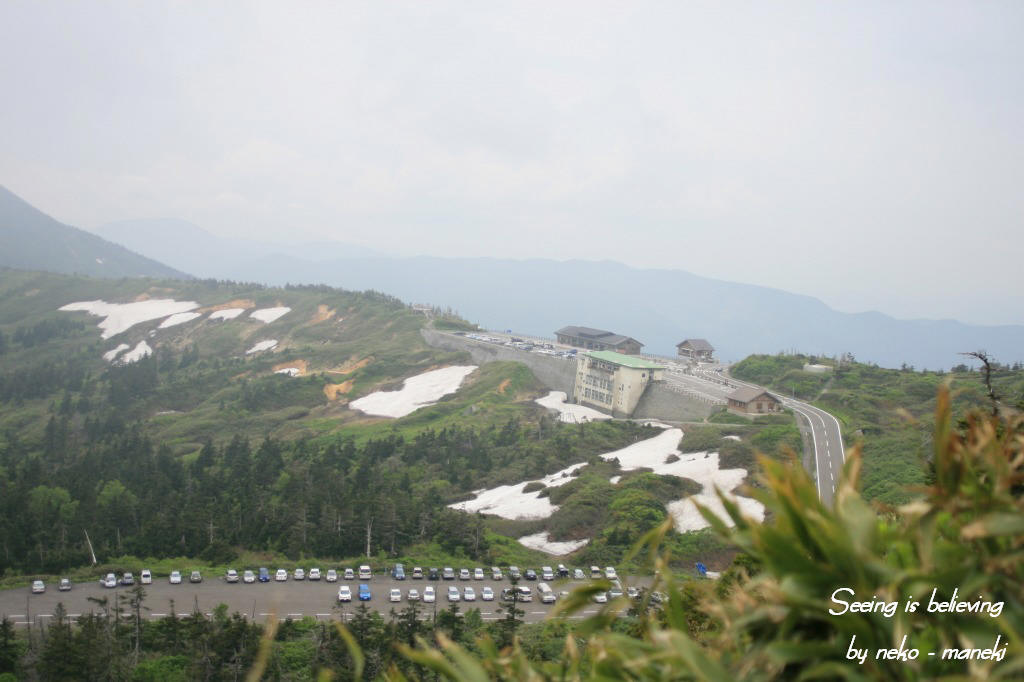 八幡平の高山植物　其の１_c0145362_10195375.jpg