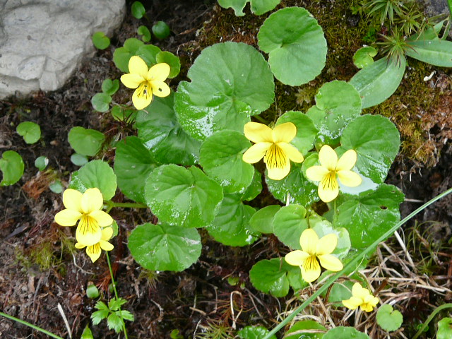 ６月３０日午前　ユングフラウ山麓ハイク・その１_e0145782_18501539.jpg