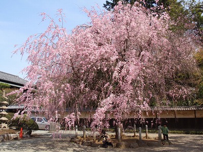 桜 豪徳寺 ～桜2008編 : 今日もお散歩日和