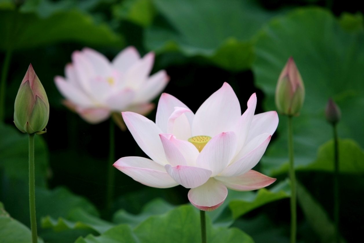 蓮の花 part2 の続き 気ままなフォトブック 蓮の花 part2 の続き 気ままなフォトブック