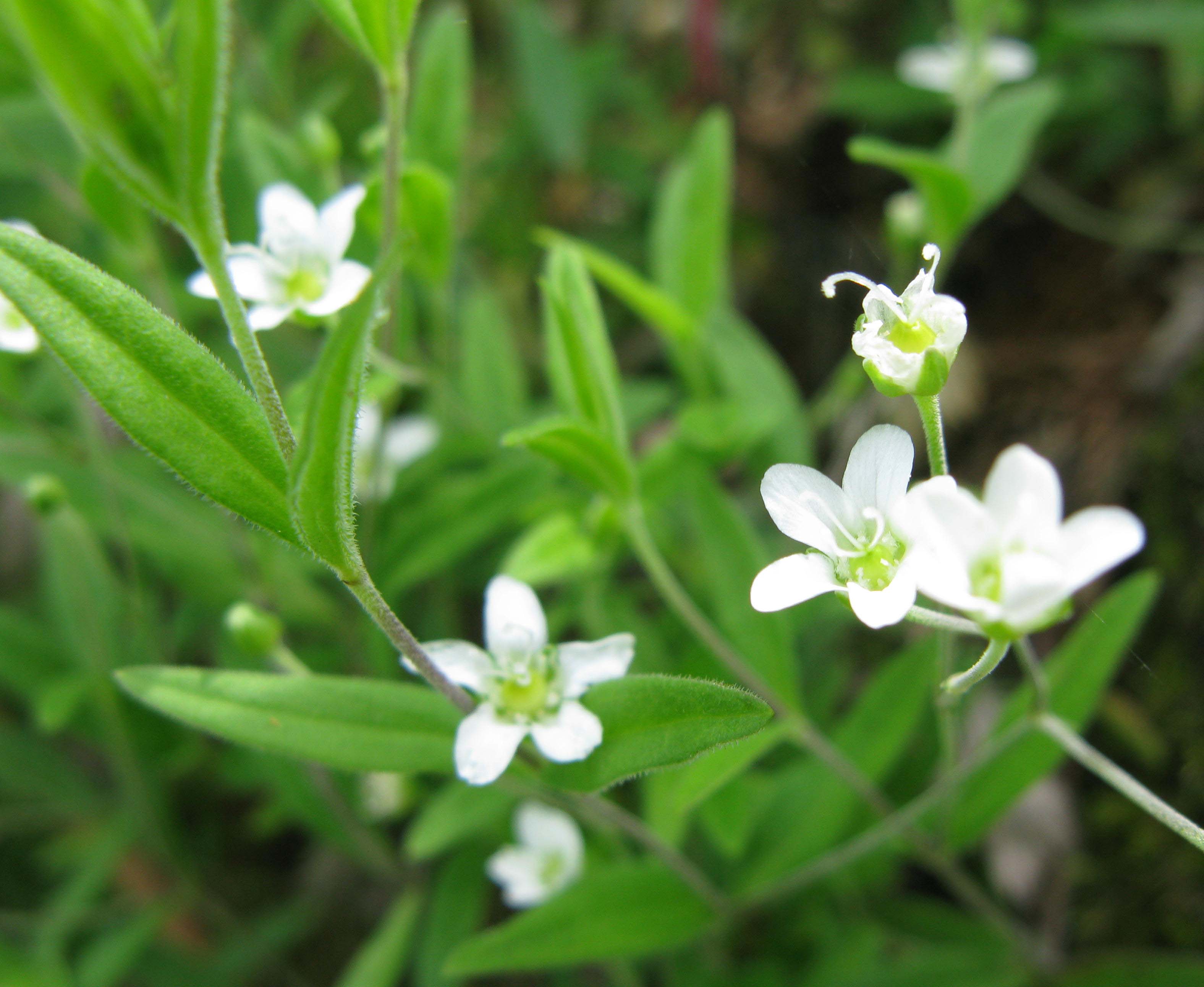 高原の花情報_e0120896_2173498.jpg