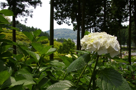 三室戸寺　その7_d0073418_1874515.jpg