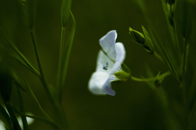 d0019422_10472134.gif