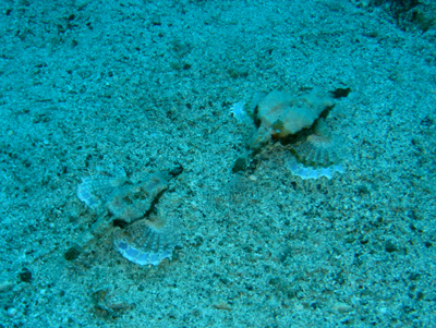 f0171223_223430.jpg