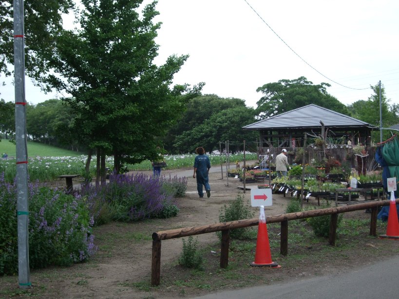 687)　ご近所8景　　「菖蒲園は見ごろ」_f0126829_1010883.jpg