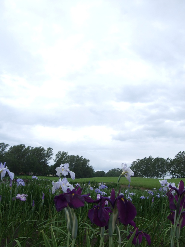 687)　ご近所8景　　「菖蒲園は見ごろ」_f0126829_10112679.jpg
