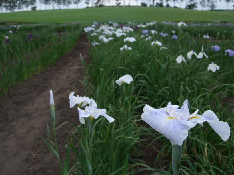 687)　ご近所8景　　「菖蒲園は見ごろ」_f0126829_9521670.jpg