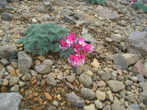 d0082735_117426.jpg