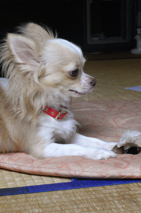 飼い主を 思うかのごと アイフル犬 お転婆コーギー犬とeos Kiss Dでのお散歩フォト 飼い主を 思うかのごと アイフル犬 お転婆コーギー犬とeos Kiss Dでのお散歩フォト