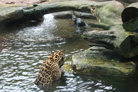 ちびっこVIP来星☆　②　～シンガポールZOO、飲茶、インド料理～_c0103241_2221485.jpg