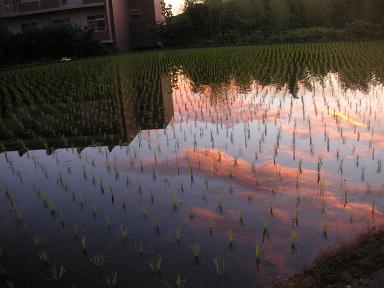 熊本、梅雨明けです♪　2008.7.6 （日）_e0095842_1054152.jpg