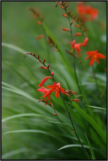 身近な夏の花 野草風薫