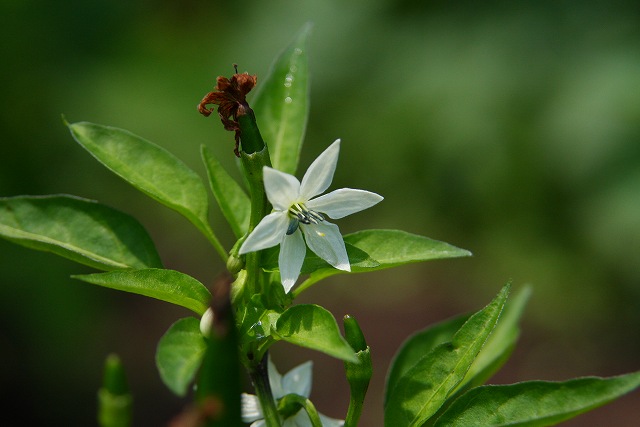 野菜の花　Ⅱ_f0079157_23114180.jpg