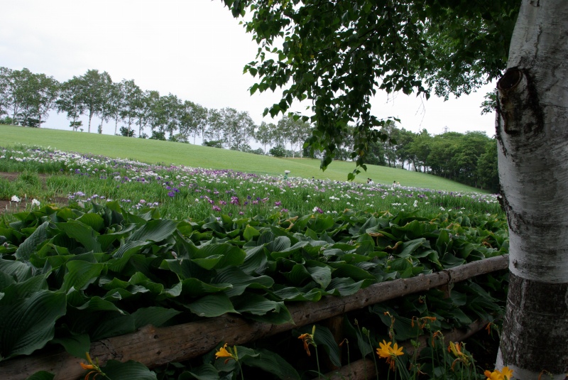 7月の花　”花菖蒲”_b0149169_210143.jpg