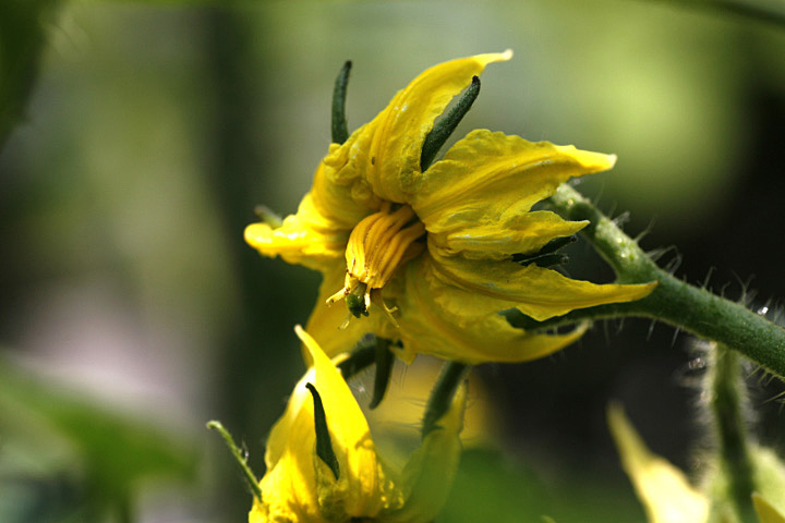 また、野菜の花_e0100772_2235871.jpg