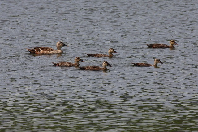 ★先週末の鳥類園(2008.7.5~6) _e0046474_19235550.jpg
