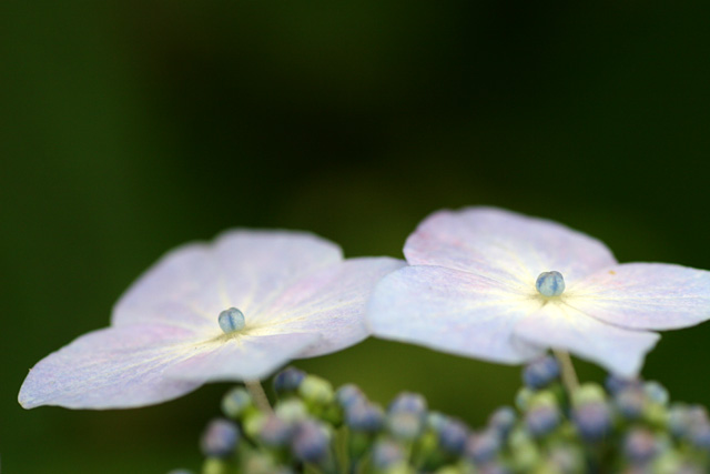 雨の季節に　　　- 紫陽花11 -_b0067789_221955.jpg