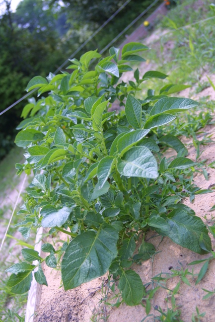 Vegetable Garden 3_c0062603_11435452.jpg