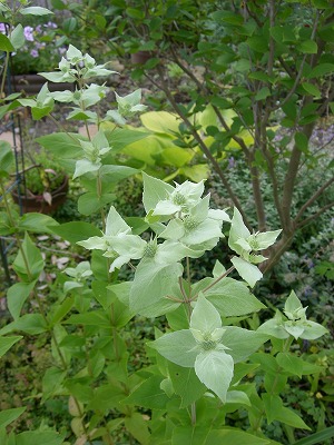 こんな花咲きました。。_c0117007_21471614.jpg